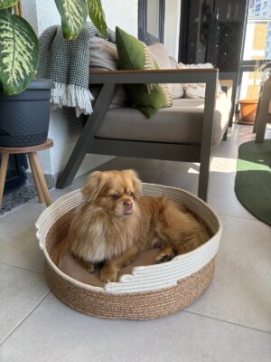 Pawly 55×55 cm Peluş İç Yüzeyli Evcil Hayvan Yatağı – Kaymaz Tabanlı Kedi & Küçük Irk Köpek Yatağı Medium – 55 x 55 / Bej