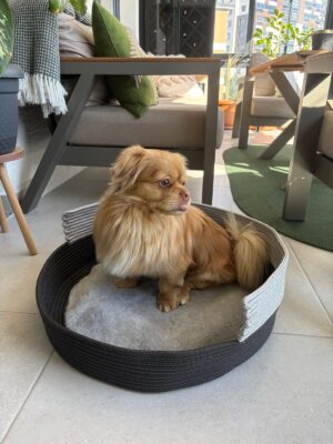 Pawly 55×55 cm Peluş İç Yüzeyli Evcil Hayvan Yatağı – Kaymaz Tabanlı Kedi & Küçük Irk Köpek Yatağı Medium – 55 x 55 / Gri