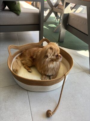 Pawly 55×55 cm Peluş İç Yüzeyli Evcil Hayvan Yatağı – Kaymaz Tabanlı Kedi & Küçük Irk Köpek Yatağı Medium – 55 x 55 / Bej