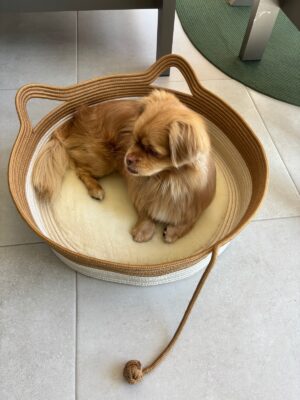Pawly 55×55 cm Peluş İç Yüzeyli Evcil Hayvan Yatağı – Kaymaz Tabanlı Kedi & Küçük Irk Köpek Yatağı Medium – görsel 19
