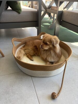 Pawly 55×55 cm Peluş İç Yüzeyli Evcil Hayvan Yatağı – Kaymaz Tabanlı Kedi & Küçük Irk Köpek Yatağı Medium – görsel 21