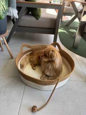 Pawly 55×55 cm Peluş İç Yüzeyli Evcil Hayvan Yatağı – Kaymaz Tabanlı Kedi & Küçük Irk Köpek Yatağı Medium – görsel 46