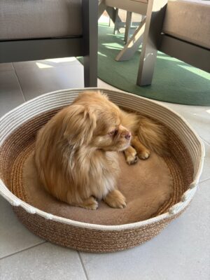 Pawly 55×55 cm Peluş İç Yüzeyli Evcil Hayvan Yatağı – Kaymaz Tabanlı Kedi & Küçük Irk Köpek Yatağı Medium – görsel 60