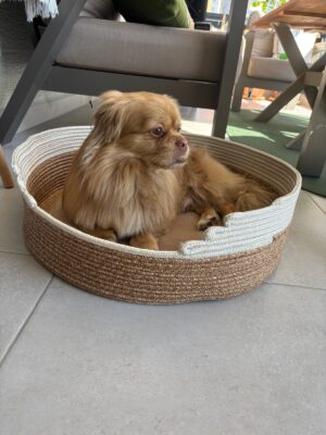 Pawly 55×55 cm Peluş İç Yüzeyli Evcil Hayvan Yatağı – Kaymaz Tabanlı Kedi & Küçük Irk Köpek Yatağı Medium – görsel 65